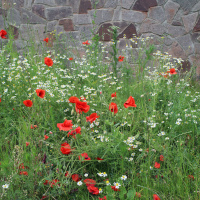 Gemeindebrief August - September 2025